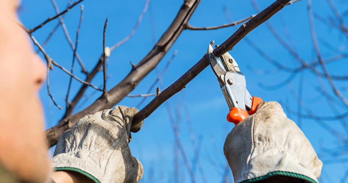 Snoeien van boom met tuingereedschap